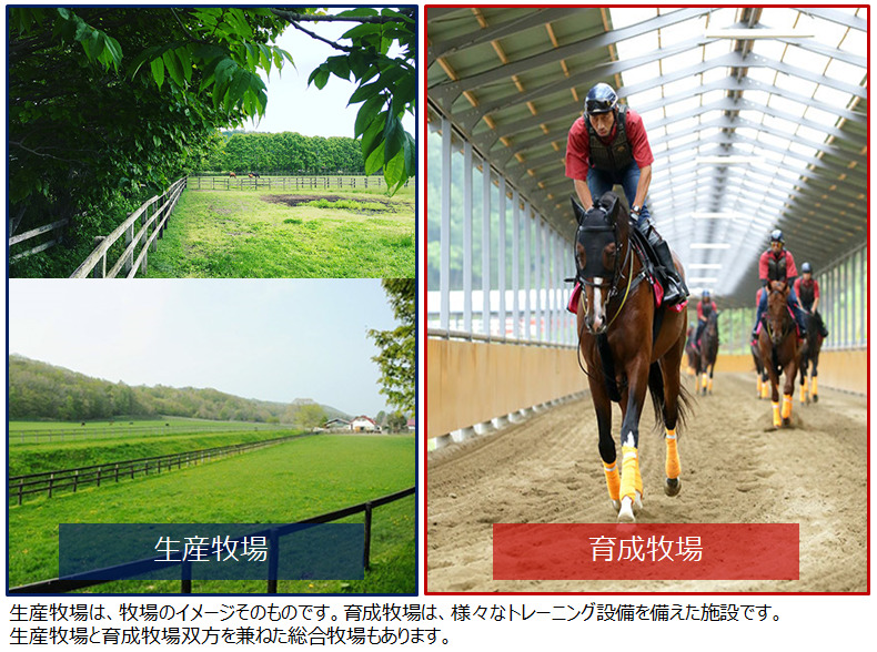 第９話】生産牧場から始まる競走馬の義務教育│ODINの競馬情報サイト「HORSE MAN WORLD（ホースマンワールド）」